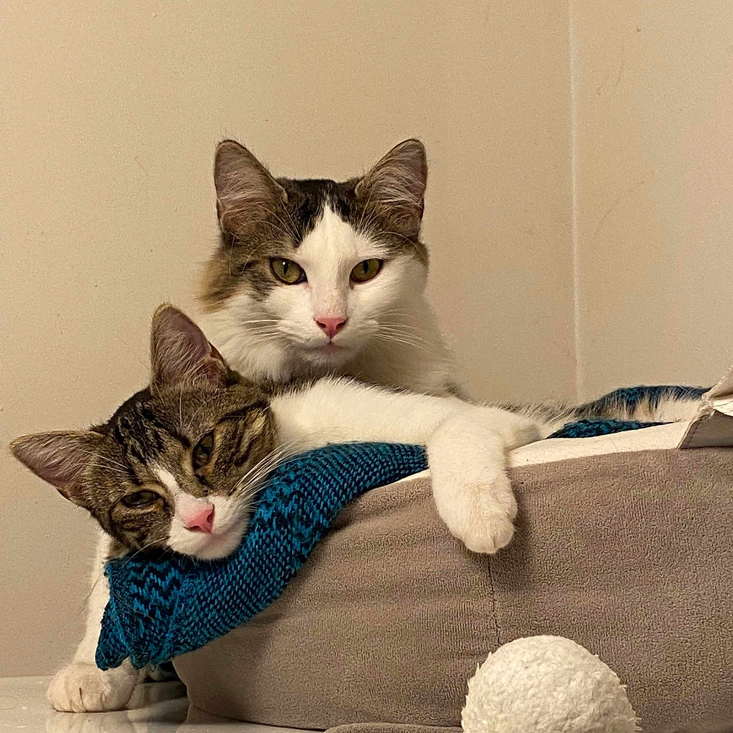 Chachou Et Timy a rejoint le concours — aidez-le/la à gagner de superbes lots ! animal, bed, cat, companion, cozy, cuddling, cute, cute_animals, domestic, feline, friendship, fur, indoor, paw, pet, relaxed, resting, sleepy, toy, whiskers