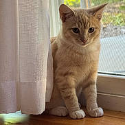 Bento is registered to the contest to win money with this photo: cat, curious, curtain, domestic_cat, ears, eyes, fur, hardwood_floor, home, indoor, kitten, orange_tabby, paws, pet, portrait, screen, sitting, sunlight, whiskers, window