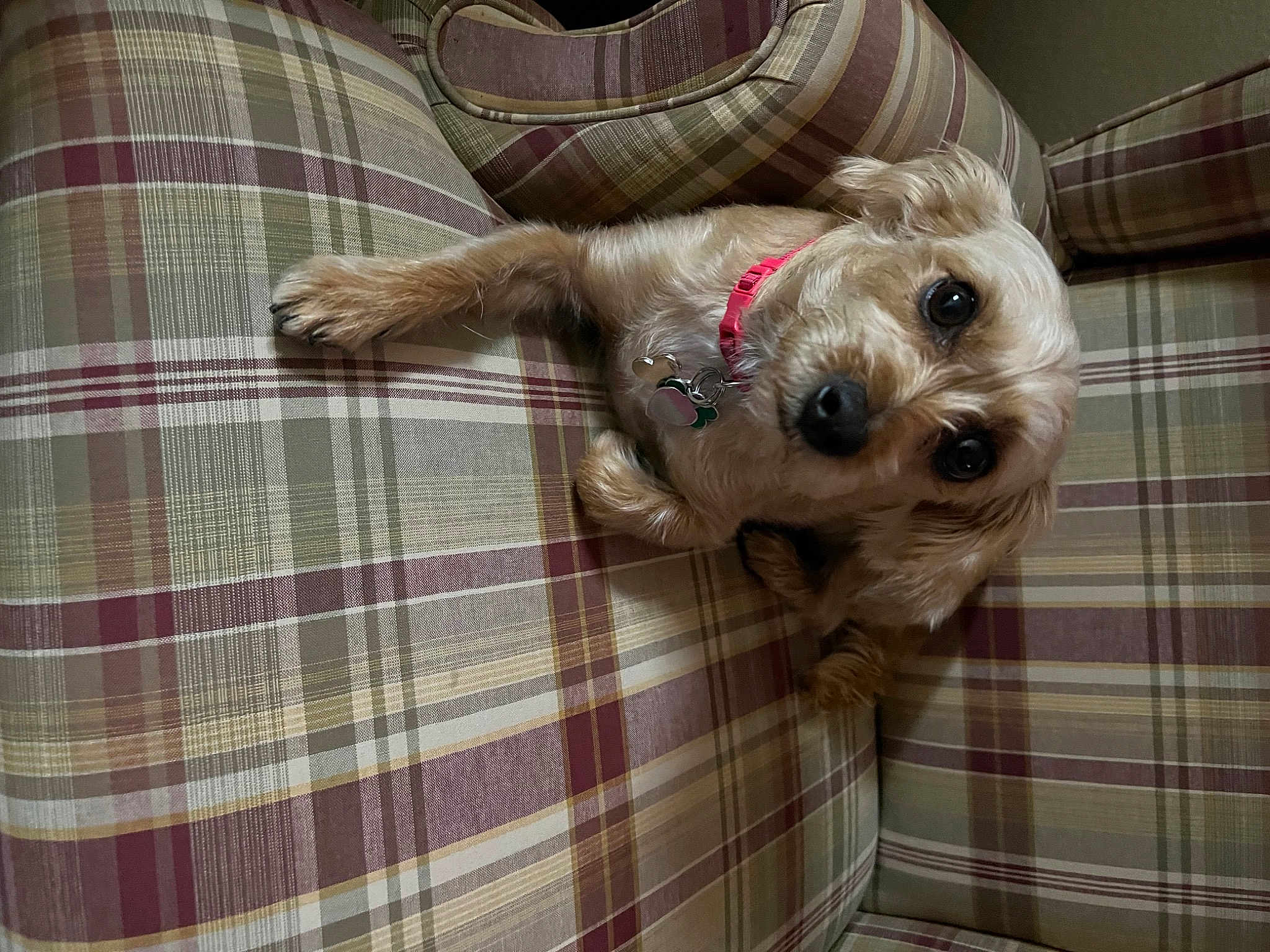 Bonnie Mae