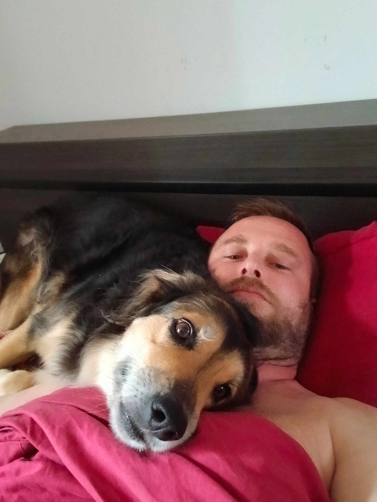 Leyka participe au concours pour gagner de l'argent avec cette photo : man, dog, bed, pillow, blanket, indoor, resting, lying_down, pet, canine, comfort, relaxation, red_bedding, head, face, fur, nose, close_up, domestic_animal, human