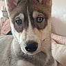 dog, husky, puppy, close_up, portrait, heterochromia, blue_eye, brown_eye, pet, animal, fur, ears, lying_down, indoors, bed, cushion, cute, domestic_animal, canine, face
