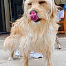 dog, tongue, fluffy, golden, pet, animal, outdoor, concrete, fur, cute, closeup, licking, canine, domestic, mammal, happy, companion, house, person, emoji