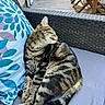 cat, tabby, animal, pet, feline, outdoor, cushion, pillow, pattern, striped, relaxed, sunlight, resting, fur, tail, whiskers, ears, chair, home, garden