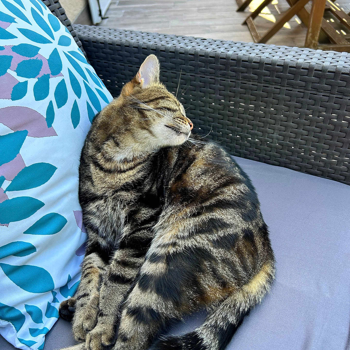 Chicca participe au concours pour gagner de l'argent avec cette photo : cat, tabby, animal, pet, feline, outdoor, cushion, pillow, pattern, striped, relaxed, sunlight, resting, fur, tail, whiskers, ears, chair, home, garden