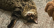 Bear joined the competition — help win amazing prizes! animal, carpet, cat, companion, cozy, curious, curled_paw, dog, domestic_animal, floor, fluffy, fur, head, home, indoor, looking, lying_down, pet, tabby_cat, wood_floor