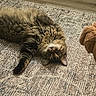 cat, tabby_cat, dog, carpet, indoor, pet, animal, fluffy, curious, lying_down, fur, floor, wood_floor, companion, head, looking, cozy, home, domestic_animal, curled_paw