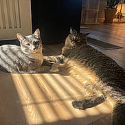 Bear is registered to the contest to win money with this photo: cat, cats, indoor, sunlight, wooden_floor, pets, feline, resting, curious, gray_cat, tabby_cat, animal, houseplant, window, home, cozy, flooring, relaxing, daylight, shadow