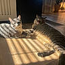 cat, cats, indoor, sunlight, wooden_floor, pets, feline, resting, curious, gray_cat, tabby_cat, animal, houseplant, window, home, cozy, flooring, relaxing, daylight, shadow