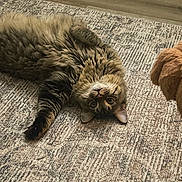 Bear joined the competition — help win amazing prizes! animal, cat, closeup, companion, cozy, curious, dog, floor, fluffy, furry, indoor, looking, lying_down, peeking, pet, relaxed, rug, tabby, upside_down, wooden_floor