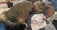 Bear joined the competition — help win amazing prizes! cat, fluffy, sleeping, clothes, socks, bed, blanket, pile, messy, fabric, textile, indoor, cozy, resting, fur, striped, pet, domestic_animal, relaxed, casual