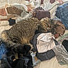 cat, fluffy, sleeping, clothes, socks, bed, blanket, pile, messy, fabric, textile, indoor, cozy, resting, fur, striped, pet, domestic_animal, relaxed, casual