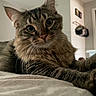 cat, tabby, pet, animal, fur, whiskers, ears, bed, indoor, cozy, feline, closeup, looking, relaxed, domestic, mammal, household, resting, portrait, curious