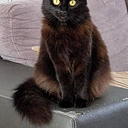 Câline participe au concours pour gagner de l'argent avec cette photo : animal, armrest, black_cat, cat, closeup, couch, cozy, curious, domestic, fluffy, fur, furniture, home, indoor, looking, pet, resting, sitting, tail, yellow_eyes