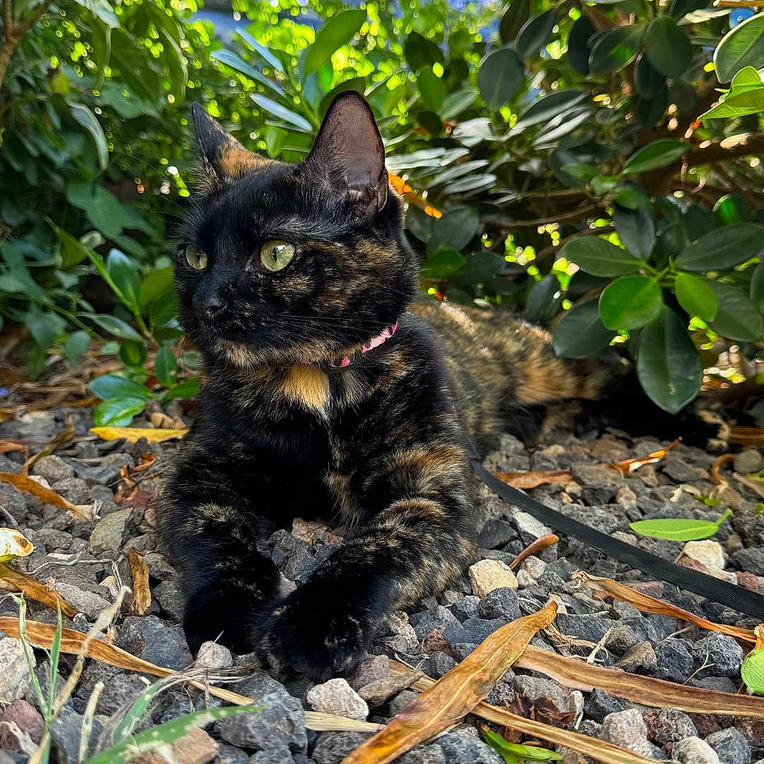 Pele is registered to the contest to win money with this photo: animal, bird, cat, flower, gravel, kitten, leaf, manx, nature, outdoors, pebble, pet, plant, road, rock, rubble, slate, soil, vegetation, wood