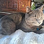 Tom a rejoint le concours — aidez-le/la à gagner de superbes lots ! cat, gray_cat, sleeping, pet, indoor, fluffy_blanket, collar, blue_bell, feline, cozy, piano, wooden_furniture, home, relaxed, whiskers, ears, tail, fur, domestic, cute