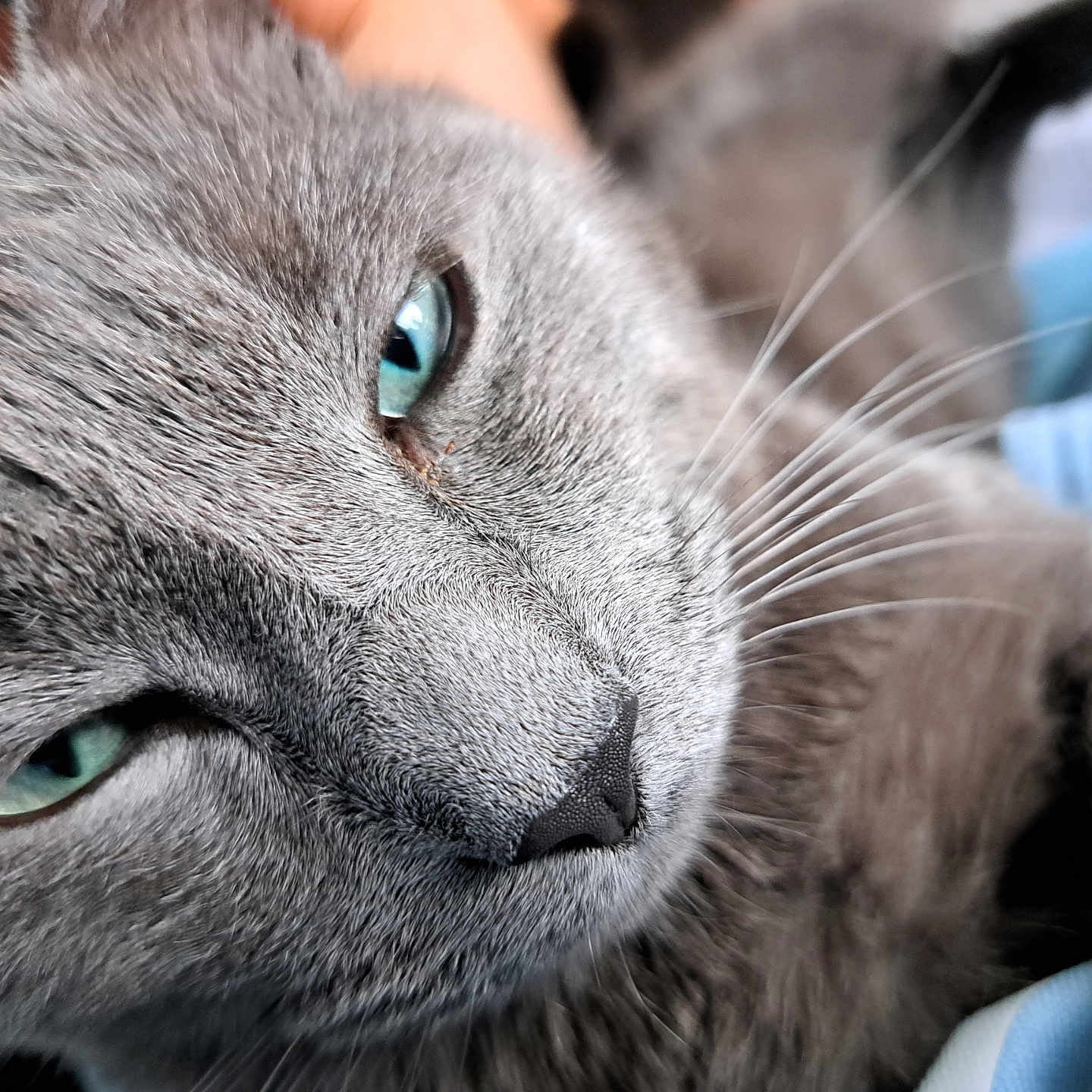 Tom participe au concours pour gagner de l'argent avec cette photo : abyssinian, animal, blackcat, cat, gray, kitten, manx, pet, siamese, snout