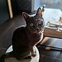 Tom participe au concours pour gagner de l'argent avec cette photo : cat, gray_cat, green_eyes, sitting, indoor, stool, soft_light, window, blurred_background, floor, furniture, pet, animal, whiskers, curious, feline, cozy, domestic, portrait, cute