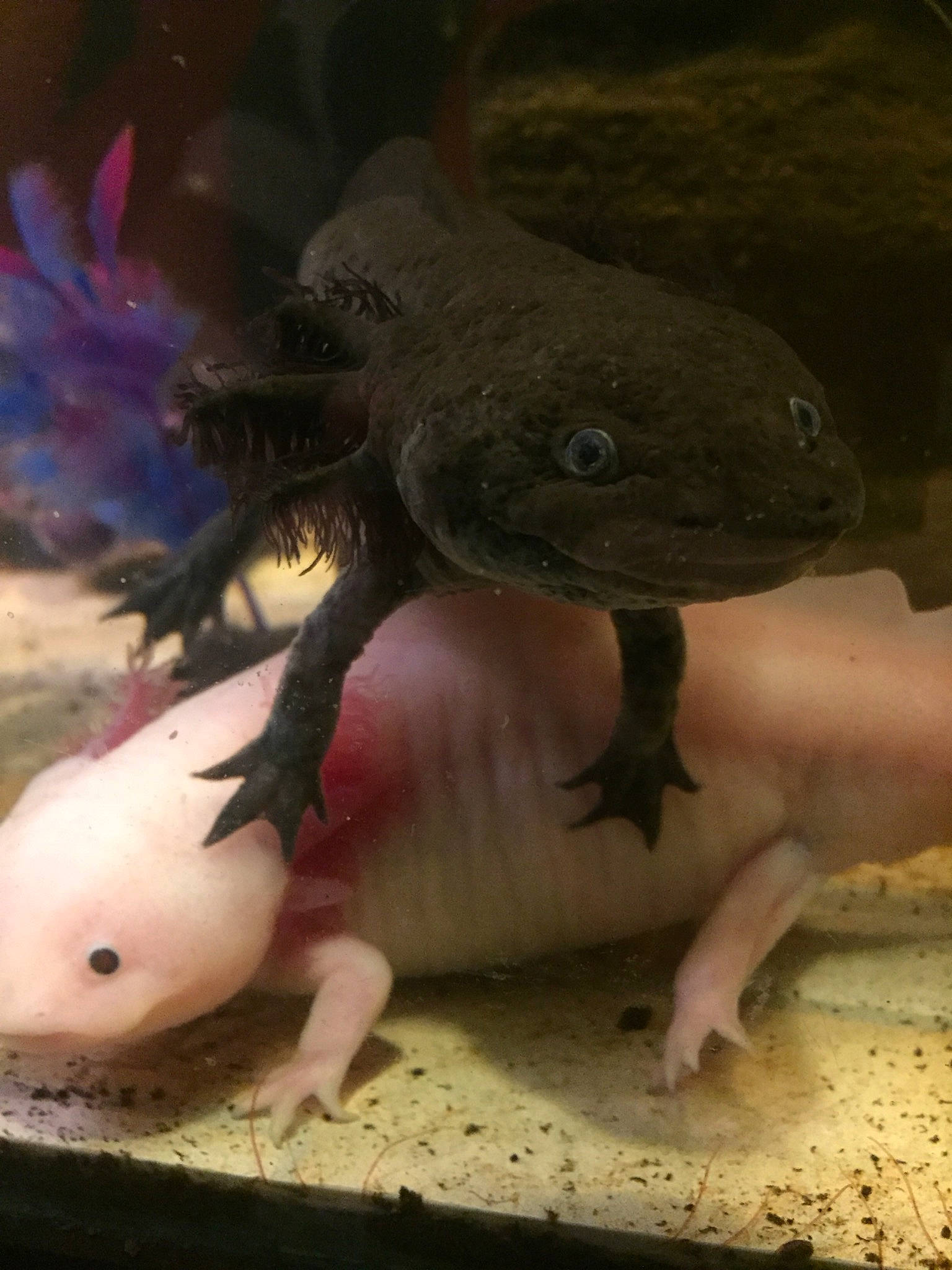 Axel is registered to the contest to win money with this photo: amphibian, axolotl, mole_salamander, newt, reptile, salamander, smooth_newt, tail, terrestrial_animal, vertebrate