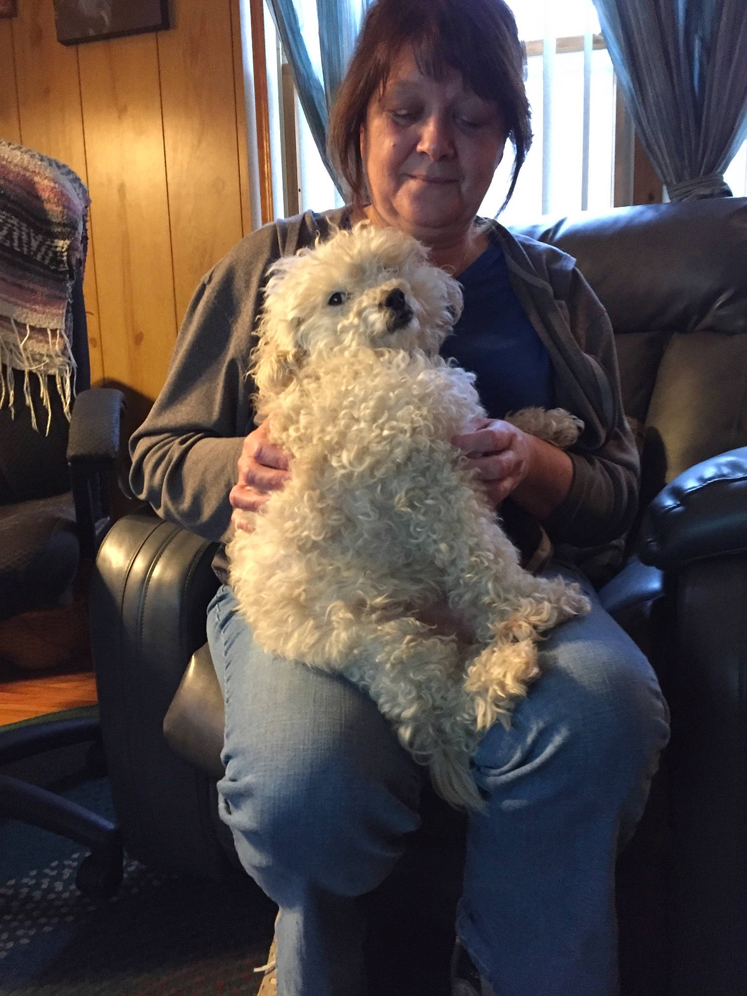 Kuma is registered to the contest to win money with this photo: canidae, cockapoo, dog, fur, goldendoodle, joy, labradoodle, person, poodle, toy_poodle