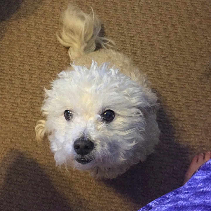 Kuma