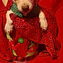 puppy, dog, small_dog, festive, holiday, red_background, green_hat, red_cloth, container, cute, pet, christmas, decorations, animal, indoors, closeup, adorable, holiday_theme, christmas_tree_pattern, festive_clothing