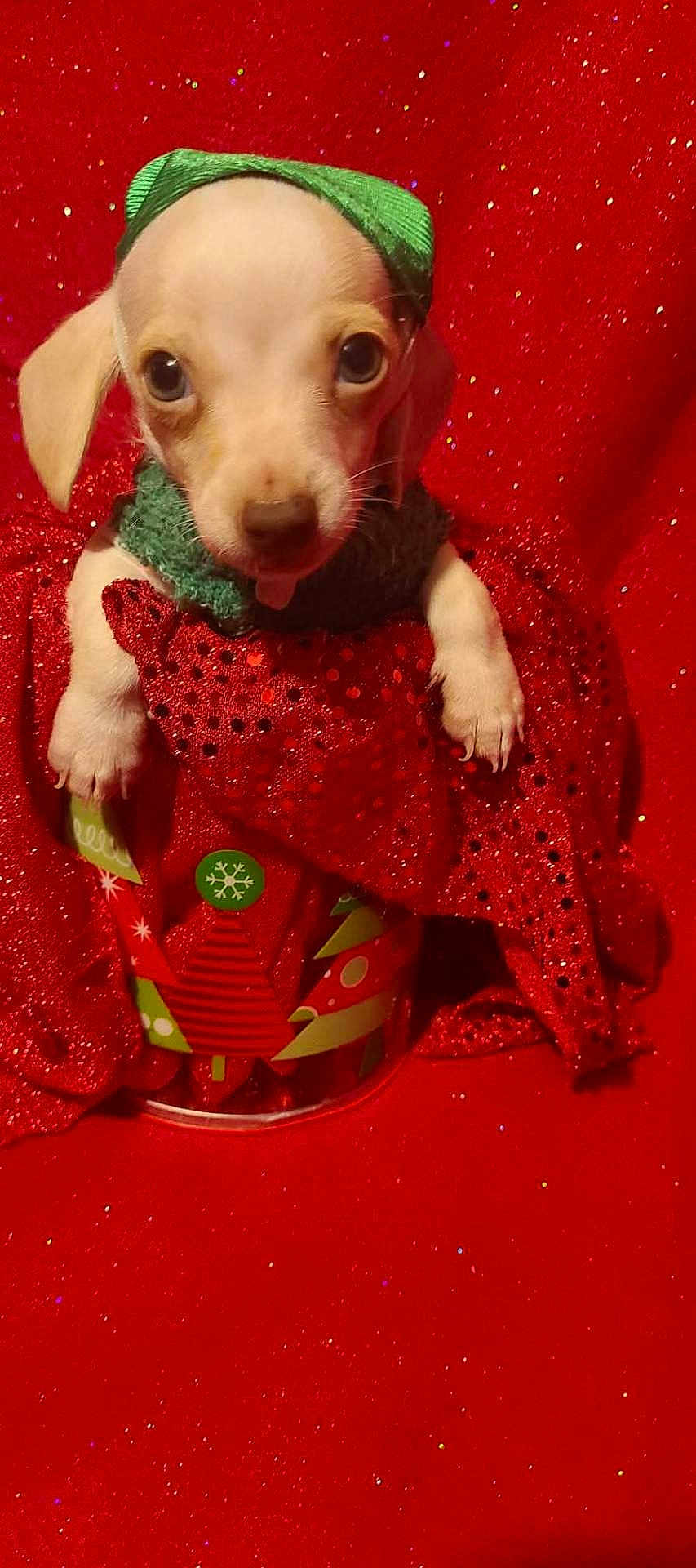 Frost Bite joined the competition — help win amazing prizes! puppy, dog, small_dog, festive, holiday, red_background, green_hat, red_cloth, container, cute, pet, christmas, decorations, animal, indoors, closeup, adorable, holiday_theme, christmas_tree_pattern, festive_clothing