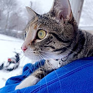 Boots joined the competition — help win amazing prizes! animal, blue_hoodie, blurred_background, cat, close_up, collar, curious, ear, feline, fur, outdoor, person, pet, portrait, shoulder, snow, tabby_cat, whiskers, winter, yellow_eyes