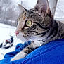 animal, blue_hoodie, blurred_background, cat, close_up, collar, curious, ear, feline, fur, outdoor, person, pet, portrait, shoulder, snow, tabby_cat, whiskers, winter, yellow_eyes