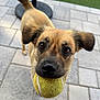 Sophia joined the competition — help win amazing prizes! dog, tennis_ball, pet, outdoor, playful, brown_fur, ears, tail, pavement, close_up, animal, cute, waiting, canine, friendly, grass, toy, whiskers, snout, floor