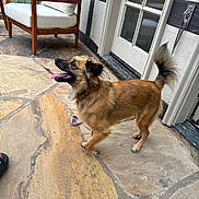 Sophia is registered to the contest to win money with this photo: dog, small_dog, outdoor, stone_patio, door, leash, furniture, wooden_chair, cushion, tongue_out, happy_dog, tail_up, collar, pet, animal, brown_fur, house, wall, sidewalk, leash_holder