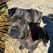 Onyx participe au concours pour gagner de l'argent avec cette photo : dog, gray_dog, collar, outdoor, sunlight, shadow, cobblestone, stone_path, plant, pet, animal, looking_up, ears, face, fur, paw, closeup, daylight, canine, alert