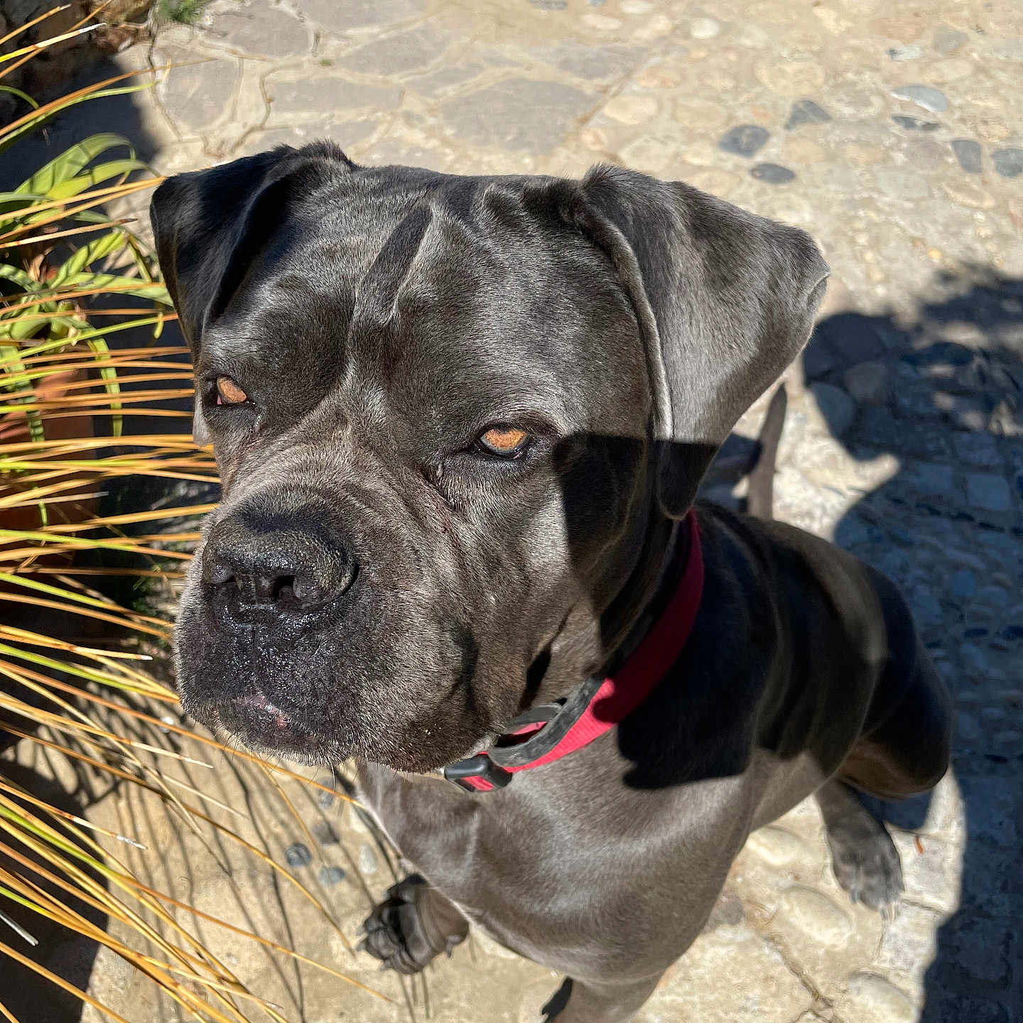 Onyx participe au concours pour gagner de l'argent avec cette photo : alert, animal, canine, closeup, cobblestone, collar, daylight, dog, ears, face, fur, gray_dog, looking_up, outdoor, paw, pet, plant, shadow, stone_path, sunlight