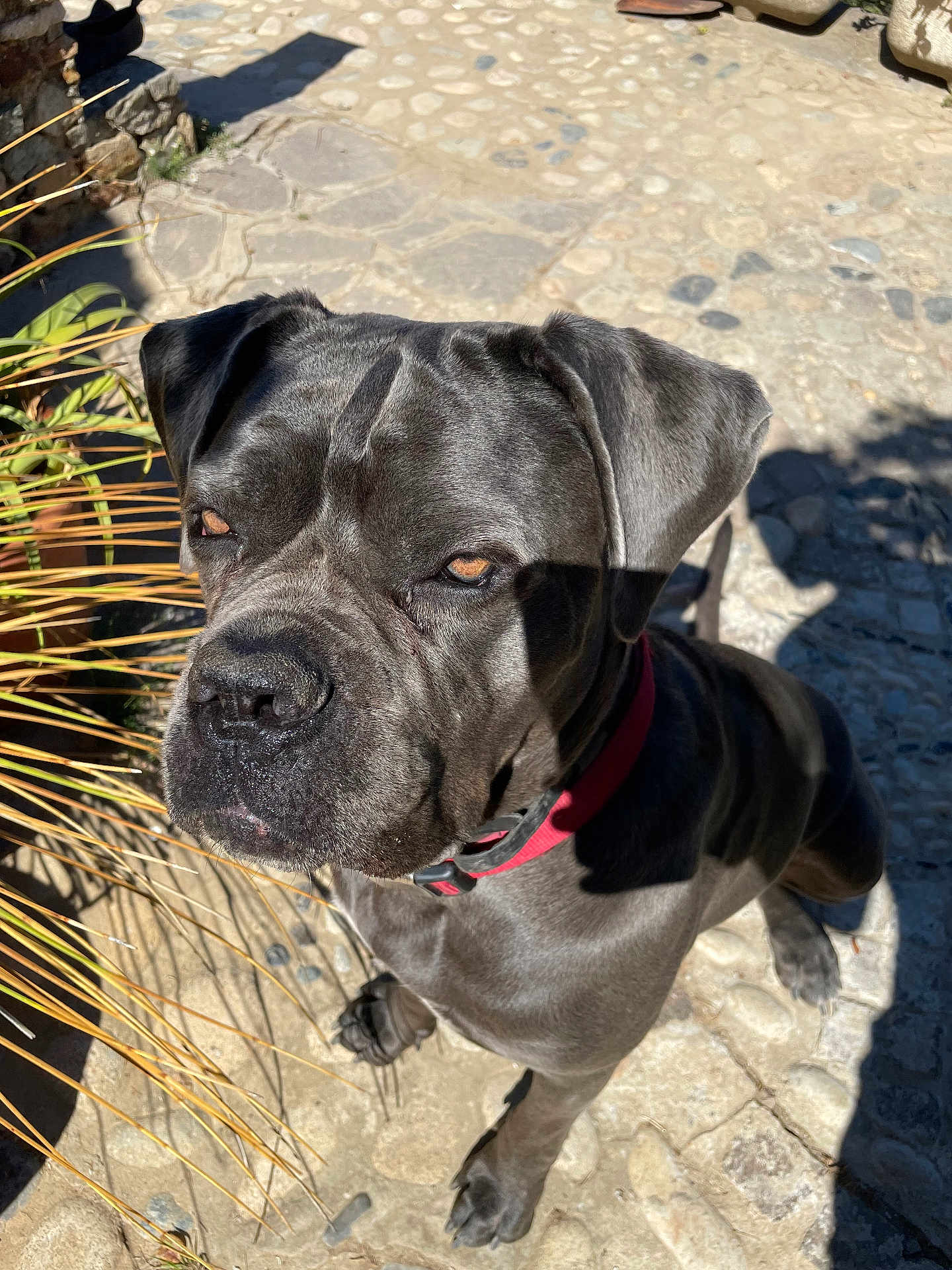 Onyx participe au concours pour gagner de l'argent avec cette photo : dog, gray_dog, collar, outdoor, sunlight, shadow, cobblestone, stone_path, plant, pet, animal, looking_up, ears, face, fur, paw, closeup, daylight, canine, alert