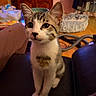 Rio participe au concours pour gagner de l'argent avec cette photo : cat, kitten, animal, pet, portrait, sitting, indoors, living_room, sofa, fur, tabby, white_fur, gray_fur, ears, whiskers, eyes, cute, alert, photograph, smartphone_screenshot