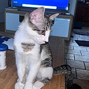 Rio participe au concours pour gagner de l'argent avec cette photo : cat, kitten, sitting, indoors, coffee_table, television, living_room, wood, floor, tail, tabby, white_fur, gray_fur, striped_fur, pointed_ears, whiskers, pet, home, portrait, funny_pose