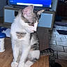 cat, kitten, sitting, indoors, coffee_table, television, living_room, wood, floor, tail, tabby, white_fur, gray_fur, striped_fur, pointed_ears, whiskers, pet, home, portrait, funny_pose
