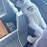 cat, kitten, gray_and_white, furry, whiskers, ears, eyes, nose, pet, animal, indoors, home, window, radiator, curious, standing, portrait, close_up, candid, sunlight