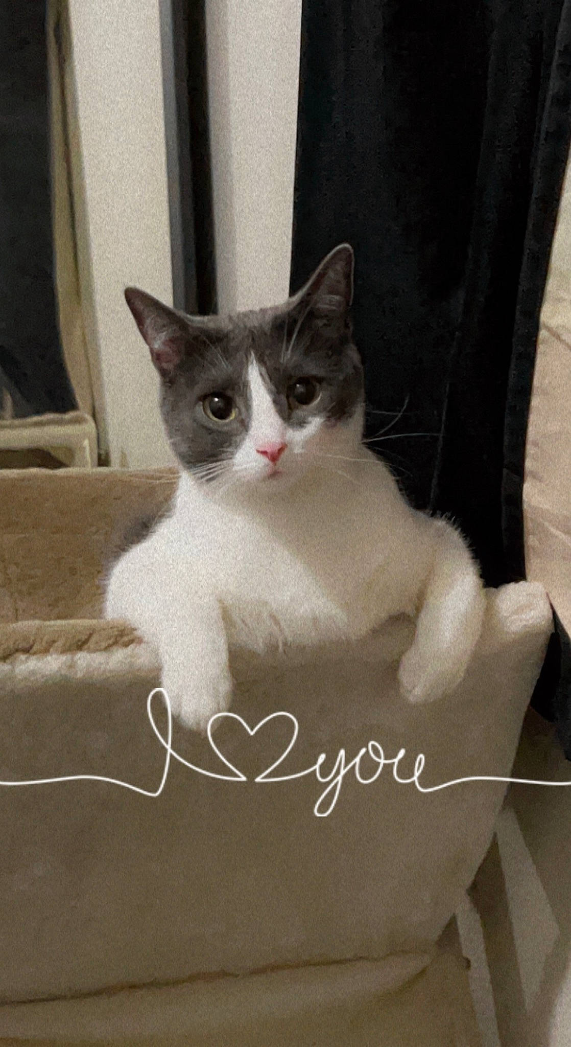 Sultana is registered to the contest to win money with this photo: box, carnivore, cat, cat_furniture, cat_supply, comfort, domestic_short_haired_cat, felidae, fur, grey, linens, paw, photo_caption, sitting, sleeve, small_to_medium_sized_cats, snout, tail, whiskers, window