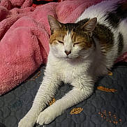 Kyra is registered to the contest to win money with this photo: cat, pet, animal, feline, resting, sleepy, cozy, blanket, pink, fur, whiskers, paws, indoor, quilt, pattern, cute, relaxed, soft, comfort, home