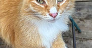 Simba joined the competition — help win amazing prizes! animal, cat, close_up, cute, ears, feline, fur, green_eyes, natural_light, orange_cat, outdoor, paw, pet, pink_nose, relaxed, sitting, whiskers, white_fur, wooden_floor, woven_chair