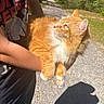 cat, orange_cat, fluffy_cat, pet, animal, person, arm, outdoor, sunlight, shadow, gravel_path, greenery, tree, grass, holding, looking, daylight, nature, tshirt, casual