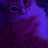 cat, fluffy, purple_light, whiskers, pet, animal, closeup, fur, indoor, cute, portrait, night, mystery, soft, eyes, feline, relaxed, domestic_animal, sleepy, cozy