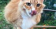 Simba is registered to the contest to win money with this photo: cat, orange_cat, white_paws, tongue_out, animal, pet, feline, outdoor, wooden_railing, greenery, nature, close_up, whiskers, ears, curious, cute, fur, mammal, playful, balanced
