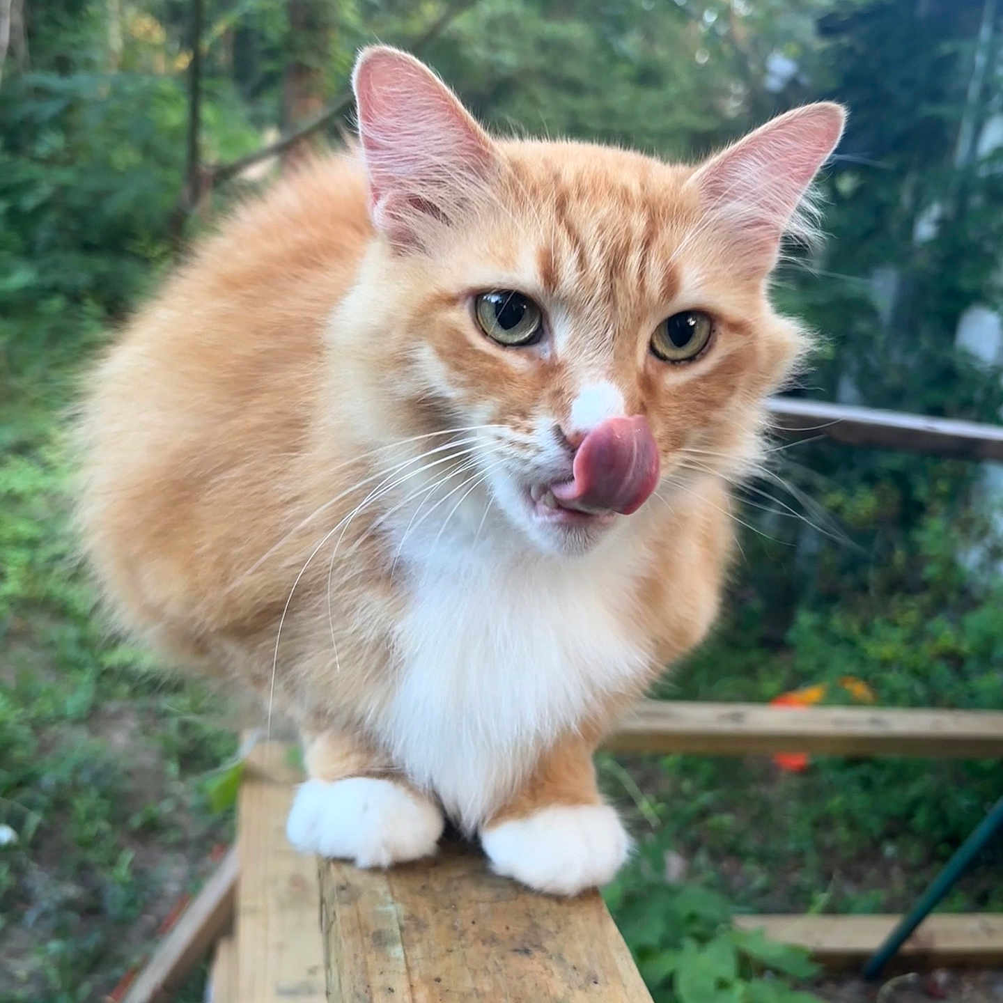 Simba