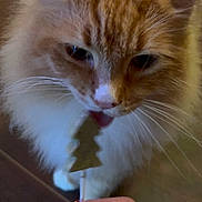 Simba is registered to the contest to win money with this photo: cat, orange_cat, white_fur, fluffy, licking, lollipop, hand, red_nails, indoor, floor, curious, pet, animal, closeup, whiskers, face, cute, domestic_cat, feline, toy