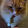 cat, orange_cat, white_fur, fluffy, licking, lollipop, hand, red_nails, indoor, floor, curious, pet, animal, closeup, whiskers, face, cute, domestic_cat, feline, toy