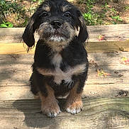 Jabarkus joined the competition — help win amazing prizes! puppy, dog, outdoor, wooden_steps, sunlight, greenery, leaves, fur, pet, cute, animal, small_dog, adorable, nature, sitting, young_dog, portrait, daylight, brown, black