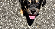 Jabarkus is registered to the contest to win money with this photo: puppy, dog, leash, tongue_out, black_and_tan, asphalt, shadow, sunlight, outdoor, pet, cute, small_dog, happy, looking_up, walk, animal, fur, ears, nose, paw