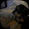 Jabarkus is registered to the contest to win money with this photo: dog, puppy, black_and_tan, blanket, bed, pillow, indoor, resting, close_up, fur, collar, pet, cozy, soft, sleepy, side_view, animal, companion, home, relaxation