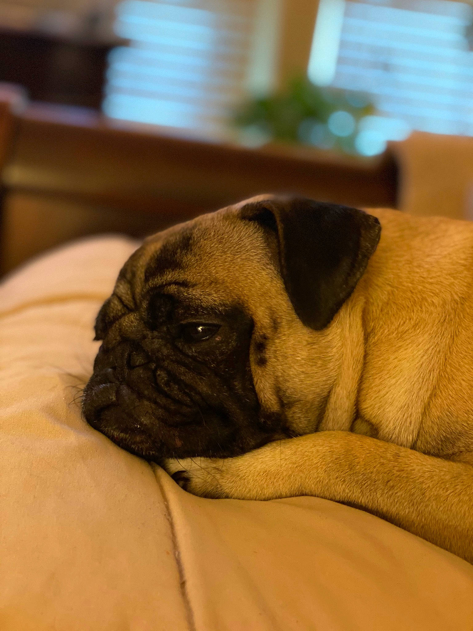 Davinci is registered to the contest to win money with this photo: bored, brown, canidae, carnivore, comfort, companion_dog, dog, dog_breed, ear, fawn, pug, snout, sporting_group, terrestrial_animal, toy_dog, vertebrate, whiskers, wood, working_animal, wrinkle